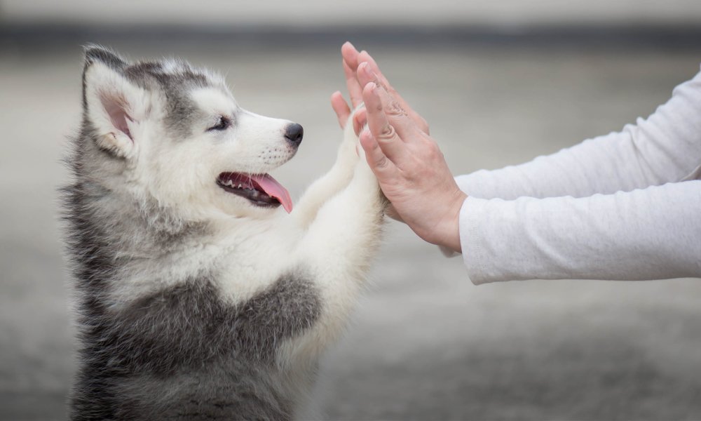 Gezonde snacks voor je hond: 10 Tips