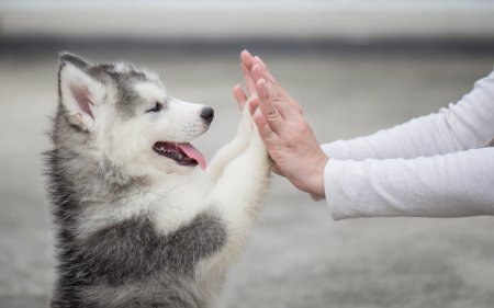 Gezonde snacks voor je hond: 10 Tips