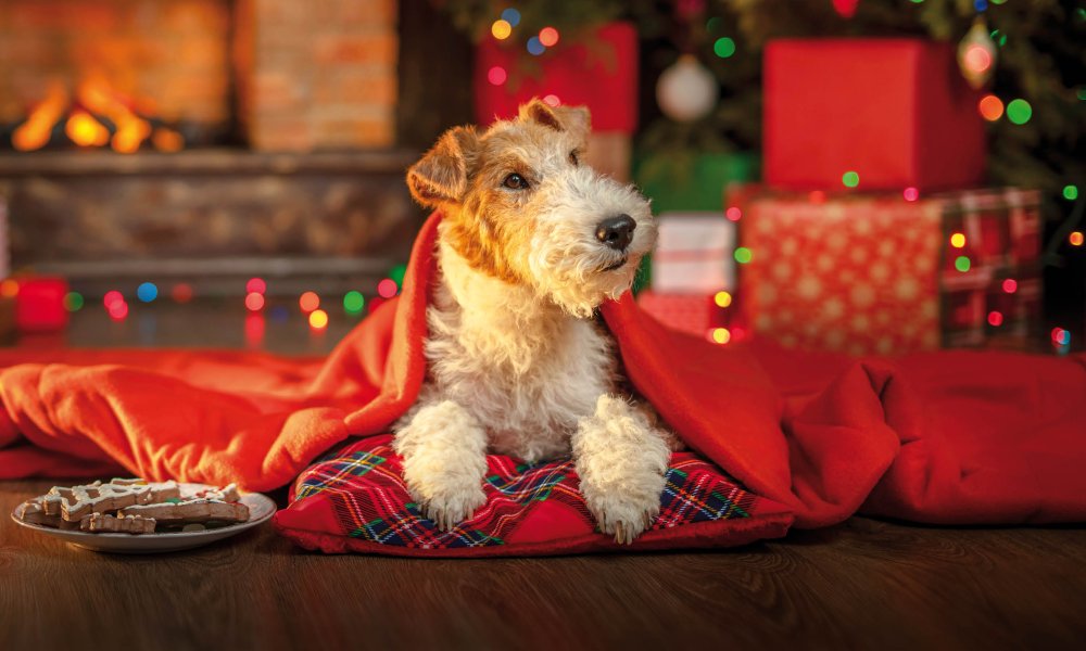 De lekkerste snacks voor onder de kerstboom