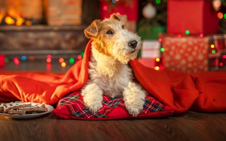 De lekkerste snacks voor onder de kerstboom