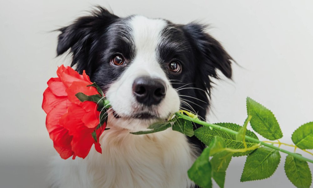 De leukste, liefste en lekkerste Valentijn cadeaus voor je hond