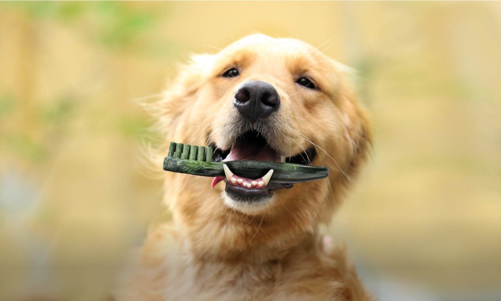 Hoe vaak moet je de tanden van je hond poetsen?