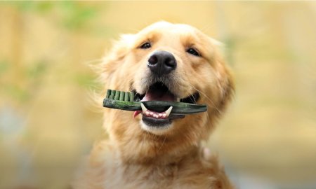 Hoe vaak moet je de tanden van je hond poetsen?