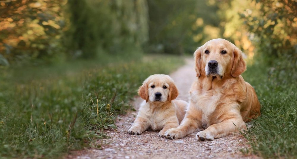 Hondensnacks per levensfase: puppy, volwassen & senior