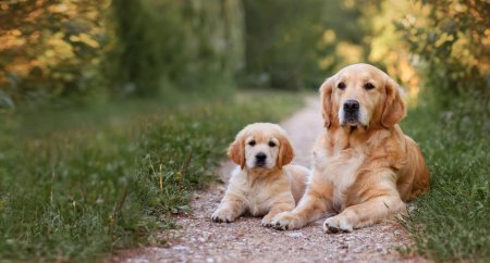 Hondensnacks per levensfase: puppy, volwassen & senior