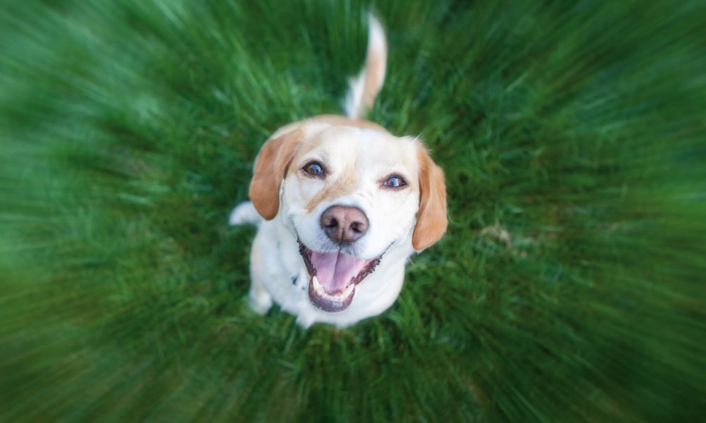 Je hond actief naar buiten? Gebruik deze training snacks!