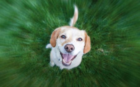 Je hond actief naar buiten? Gebruik deze training snacks!