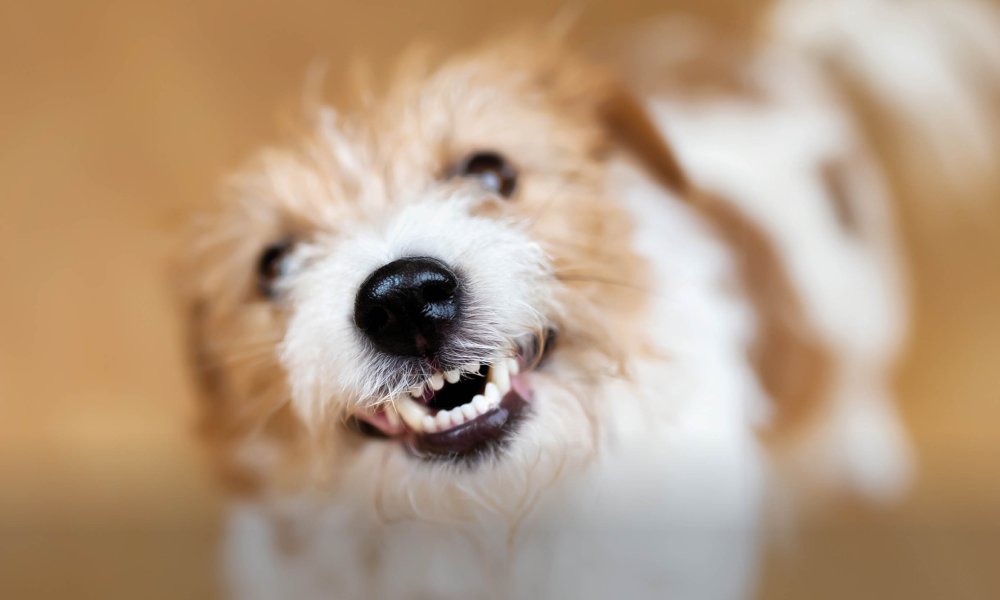 Kunnen honden zoete aardappel eten?