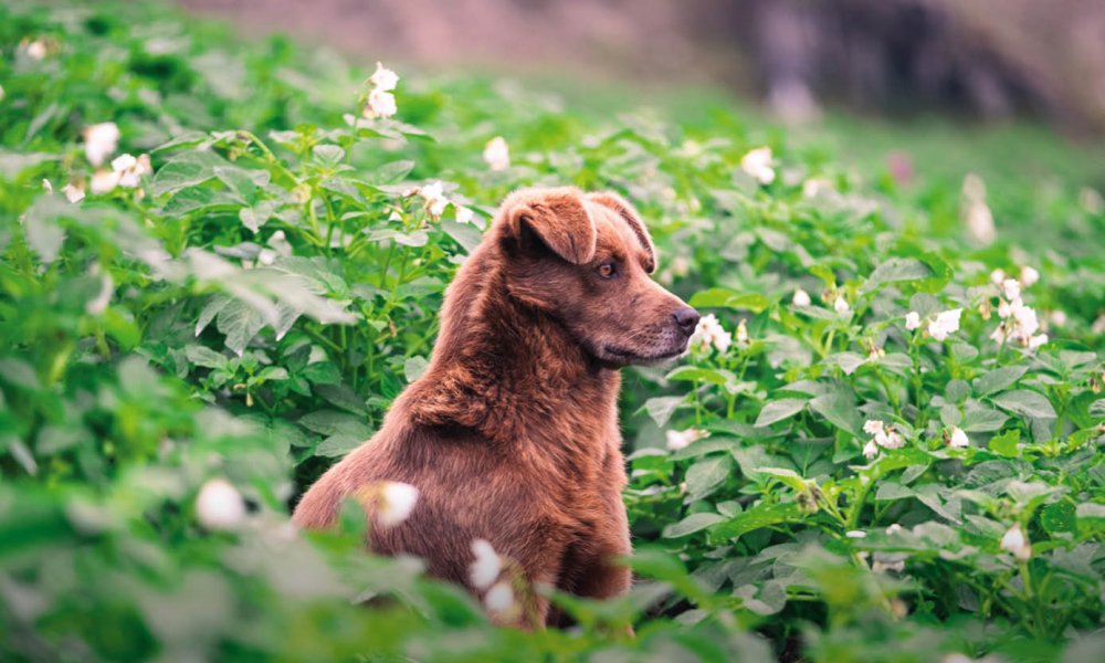 Kunnen honden zoete aardappel eten?