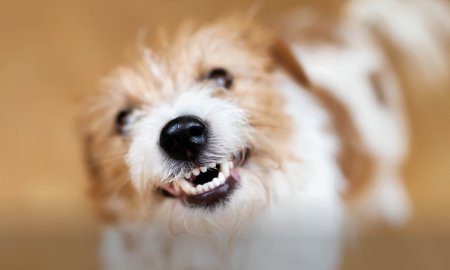 Kunnen honden zoete aardappel eten?