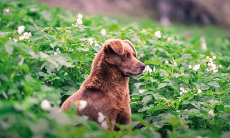 Kunnen honden zoete aardappel eten?