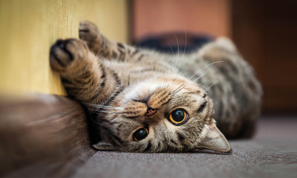 Met deze kattensnacks verwen jij je kat maximaal!