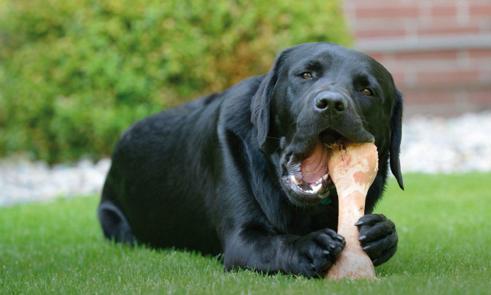 Vergelijking: natuurlijke hondenbotten vs. nylon kauwbotten