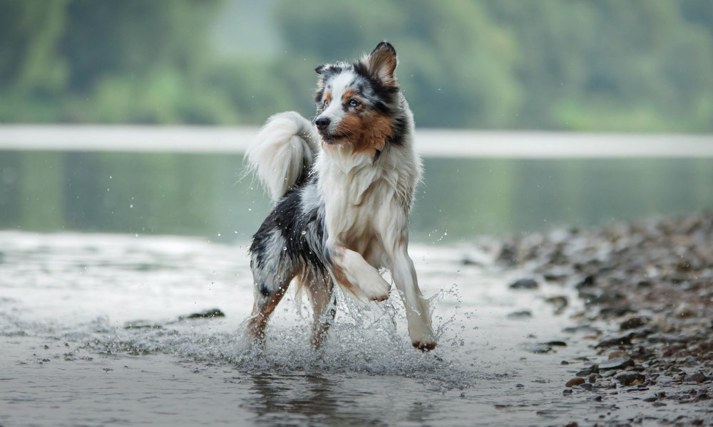 Vis voor je hond? Een stapje gezonder!