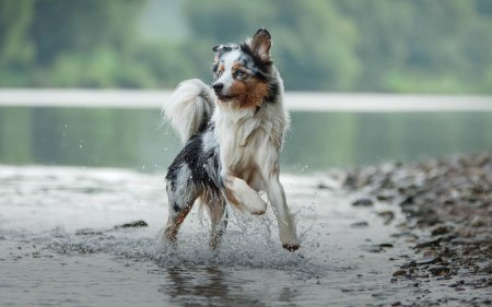 Vis voor je hond? Een stapje gezonder!