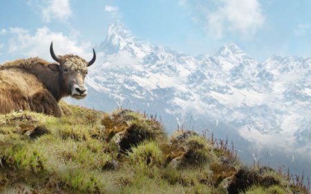 Yak snacks voor honden