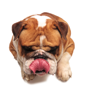 Natuurlijke en premium huisdiervoeding