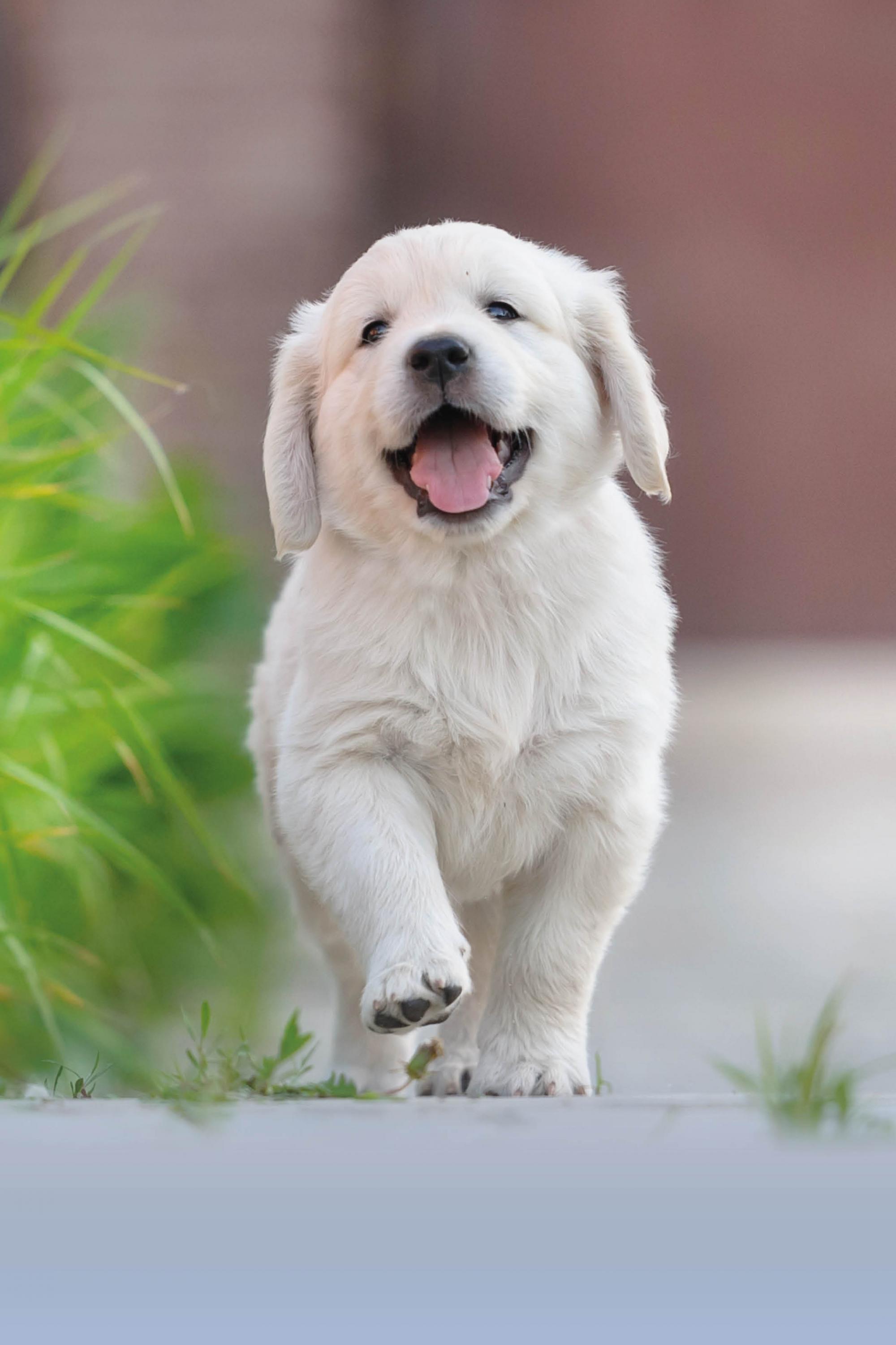 Leuke honden cadeautjes