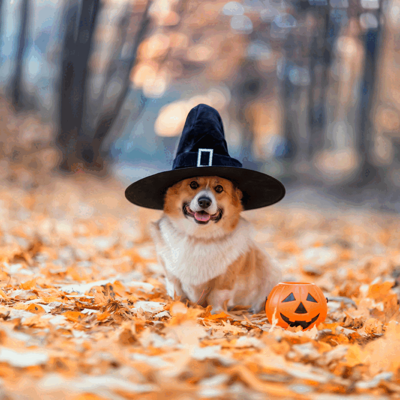 Alleen de Treats, niet de Tricks