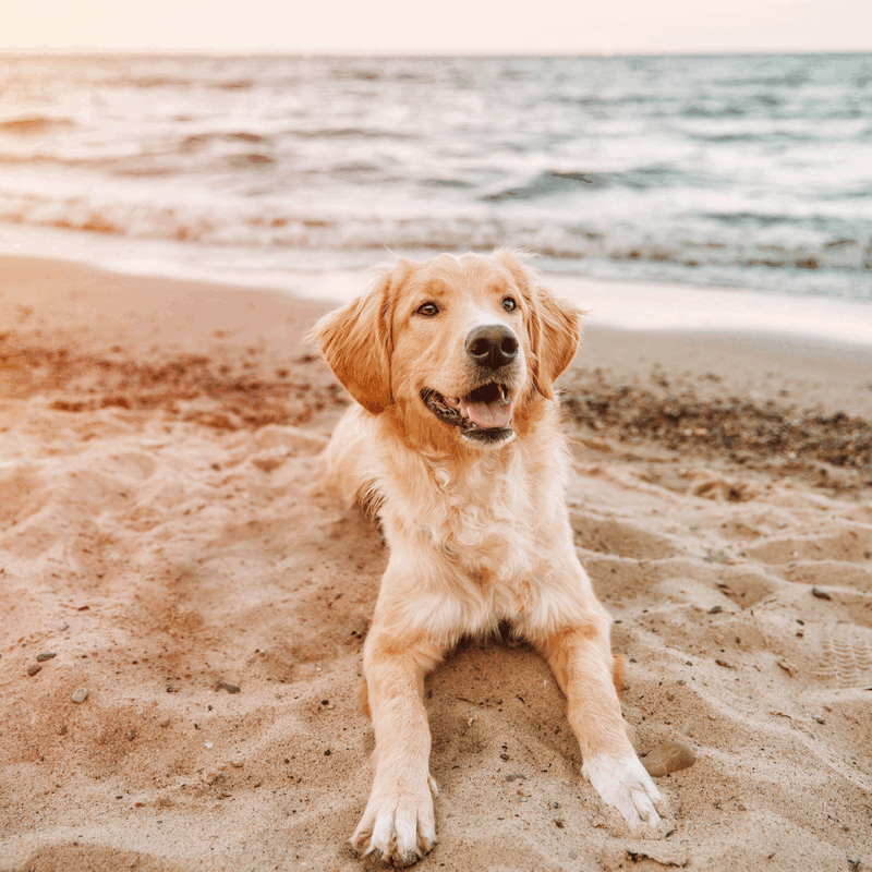Zomers plezier voor je hond