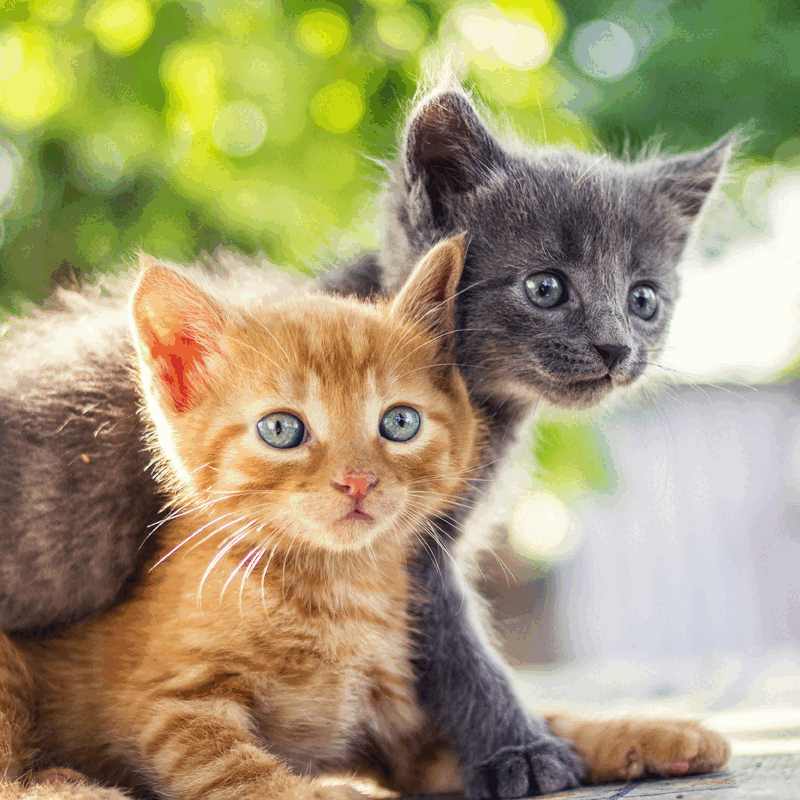 Weersta de verleiding
Maak indruk op de smaakpapillen van je kat
