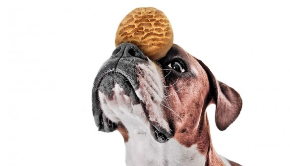 Give dogs perfect training treats they'll love
