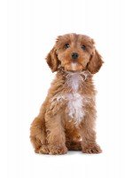 Geliefd bij honden en trainers. Hoge acceptatie. Voor beloning en training.